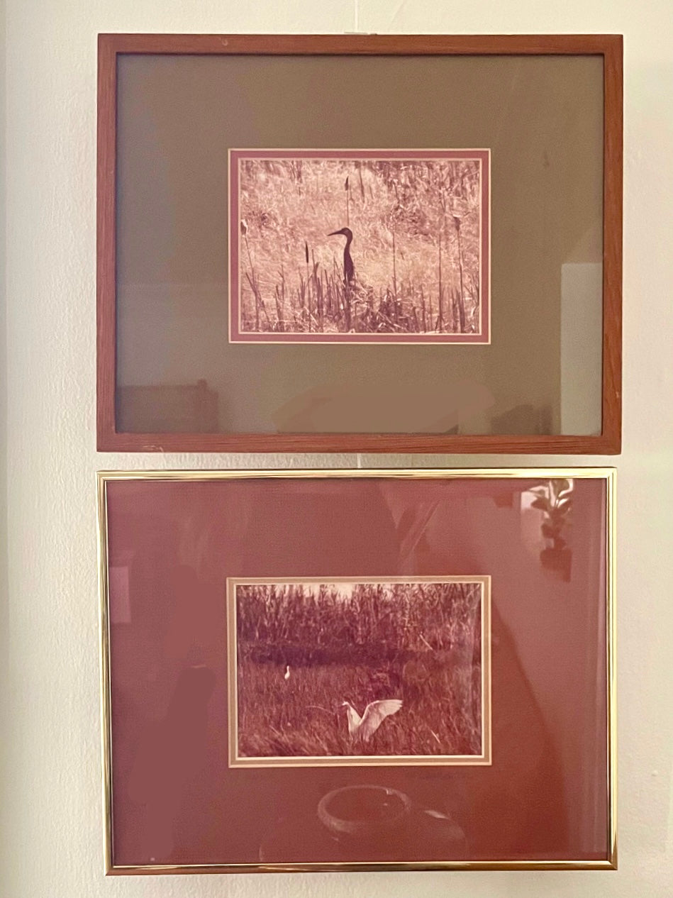 Two framed vintage photographs hanging vertically on a light wall. The top photo is of a sandhill crane and has a reddish-brown wood frame and a muted olive green-brown mat. The lower photo is of an egret and has a brushed gold metal frame and red mat.