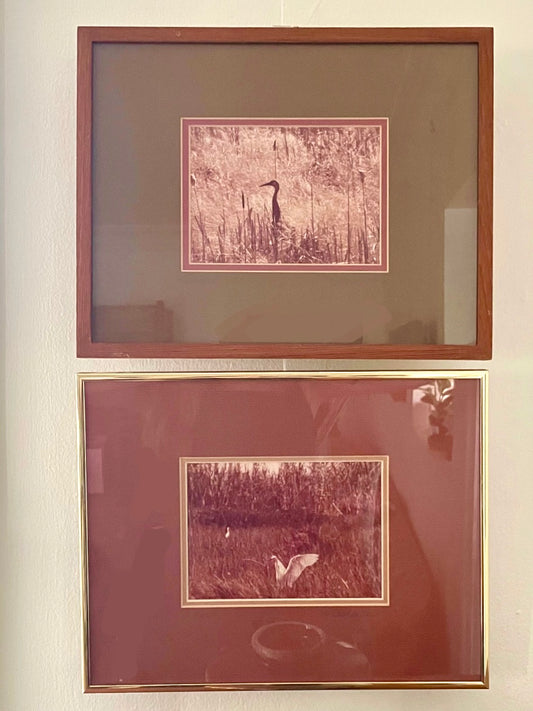 Two framed vintage photographs hanging vertically on a light wall. The top photo is of a sandhill crane and has a reddish-brown wood frame and a muted olive green-brown mat. The lower photo is of an egret and has a brushed gold metal frame and red mat.