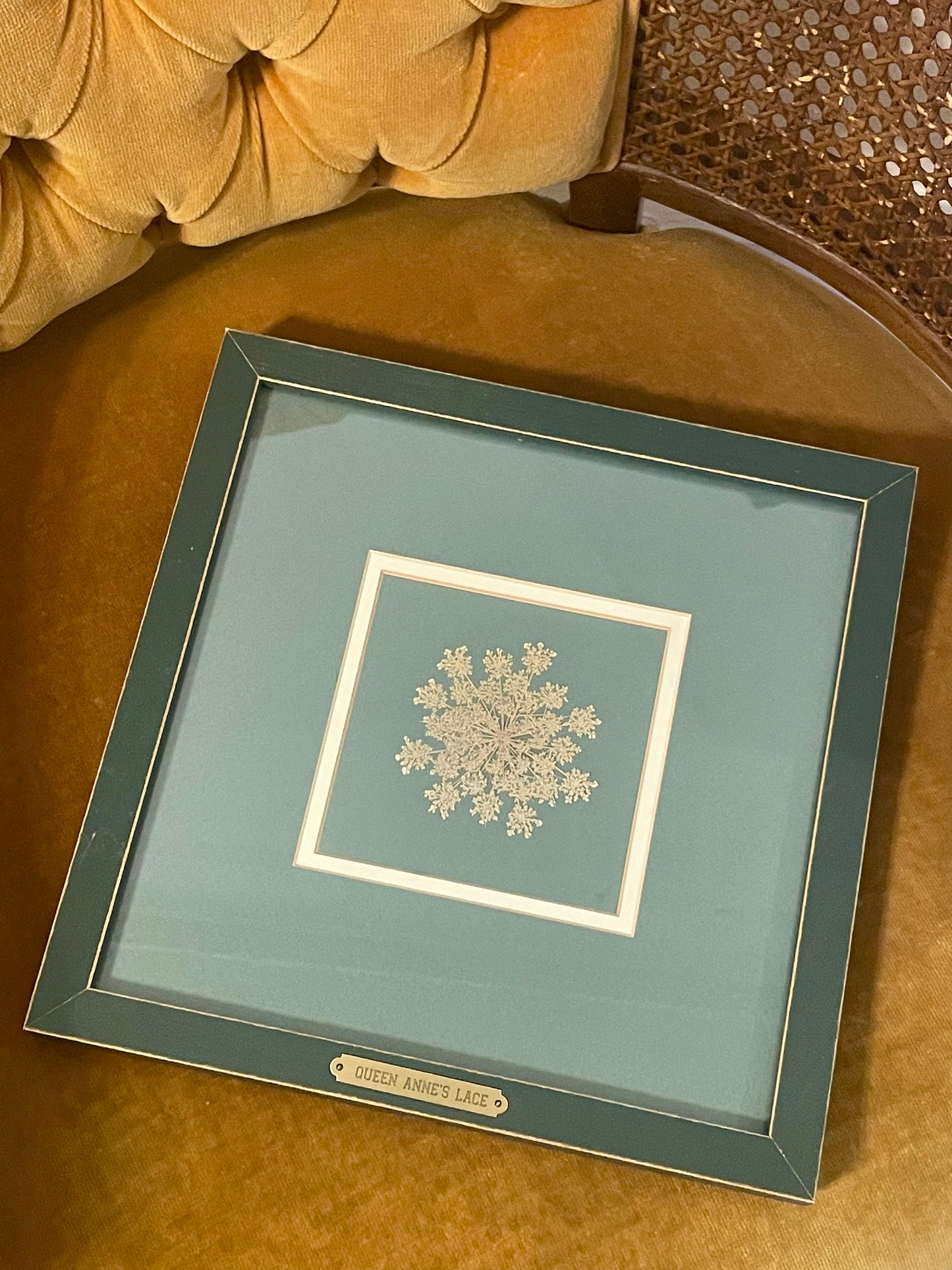 A square framed pressed Queen Anne’s Lace flower on teal background, housed in a distressed dark teal frame with gold placard, resting on a gold velvet armchair.